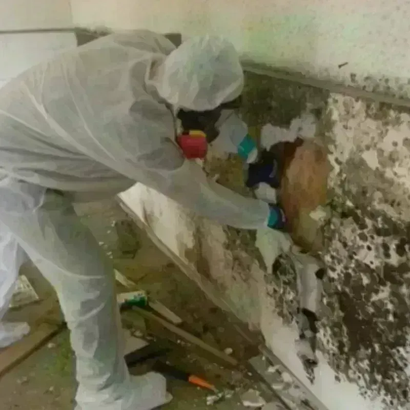 Mold Remediation and Removal in New Haven, WV